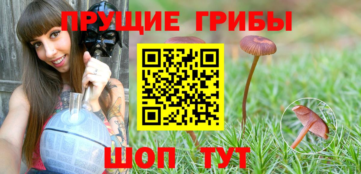 Псилоцибиновые грибы GOLDEN TEACHER Новодвинск